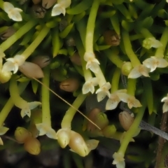 Scleranthus biflorus at Tennent, ACT - 19 Dec 2016