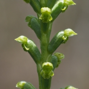 Microtis sp. aff. unifolia at Tennent, ACT - 19 Dec 2016