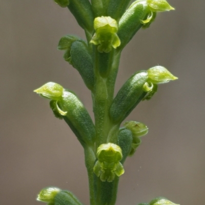 Microtis sp. aff. unifolia (Alpine onion orchid) at Tennent, ACT - 19 Dec 2016 by KenT