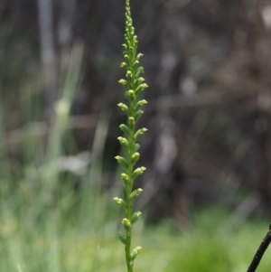 Microtis sp. aff. unifolia at Tennent, ACT - 19 Dec 2016