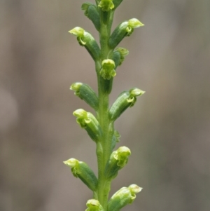 Microtis sp. aff. unifolia at Tennent, ACT - 19 Dec 2016