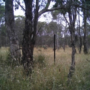 Macropus giganteus at Gungahlin, ACT - 29 Dec 2016