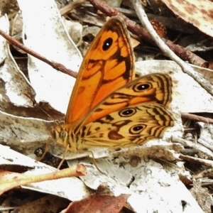 Geitoneura acantha at Paddys River, ACT - 27 Dec 2016