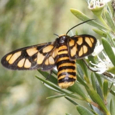 Amata (genus) (Handmaiden Moth) at Bruce Ridge - 29 Dec 2016 by ibaird