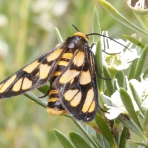 Amata (genus) at O'Connor, ACT - 29 Dec 2016