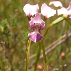 Diuris dendrobioides (Late Mauve Doubletail) at Mount Taylor - 24 Nov 2010 by MatthewFrawley