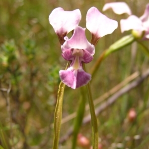 Diuris dendrobioides at suppressed - 24 Nov 2010