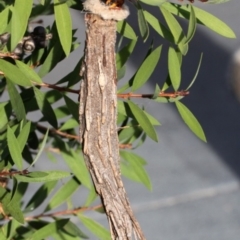 Metura elongatus (Saunders' case moth) at Kambah, ACT - 22 May 2016 by HarveyPerkins