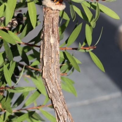 Metura elongatus (Saunders' Case Moth) at Kambah, ACT - 22 May 2016 by HarveyPerkins