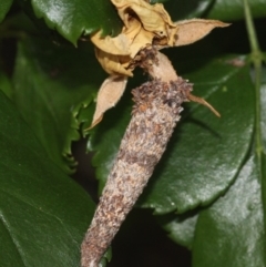 Lepidoscia (genus) IMMATURE (Unidentified Cone Case Moth larva, pupa, or case) at Kambah, ACT - 29 Dec 2016 by HarveyPerkins