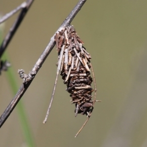 Oiketicus sp. (genus) at Greenway, ACT - 27 Dec 2015 03:53 PM