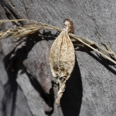 Hyalarcta nigrescens (Ribbed Case Moth) at Cuumbeun Nature Reserve - 14 Aug 2015 by HarveyPerkins