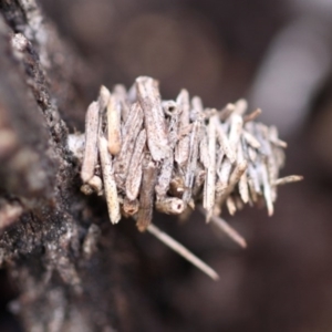 Lomera (genus) at Mount Ainslie - 26 Sep 2014 12:48 PM