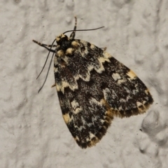 Halone coryphoea (Eastern Halone moth) at Kambah, ACT - 19 Oct 2014 by HarveyPerkins