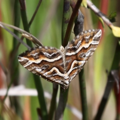 Melitulias graphicata (Mask Carpet) at Namadgi National Park - 22 Nov 2015 by HarveyPerkins