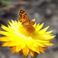 Chrysolarentia chrysocyma (Small Radiating Carpet) at Cotter River, ACT - 17 Jan 2016 by HarveyPerkins