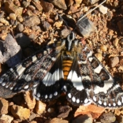 Apina callisto (Pasture Day Moth) at Red Hill Nature Reserve - 10 Apr 2010 by HarveyPerkins