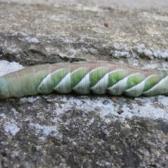 Psilogramma casuarinae (Privet Hawk Moth) at Kambah, ACT - 22 Apr 2009 by HarveyPerkins