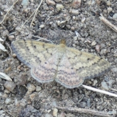 Scopula rubraria (Reddish Wave, Plantain Moth) at Kambah, ACT - 2 Apr 2009 by HarveyPerkins