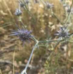 Eryngium ovinum (Blue Devil) at Majura, ACT - 30 Dec 2016 by AaronClausen