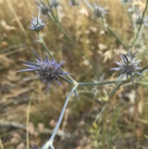 Eryngium ovinum at Majura, ACT - 30 Dec 2016