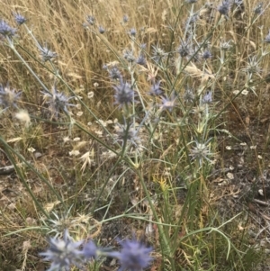 Eryngium ovinum at Majura, ACT - 30 Dec 2016