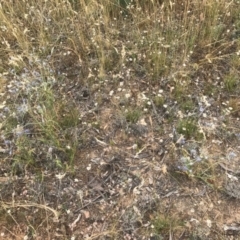 Eryngium ovinum at Majura, ACT - 30 Dec 2016