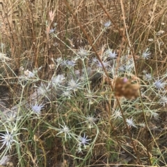 Eryngium ovinum at Majura, ACT - 30 Dec 2016