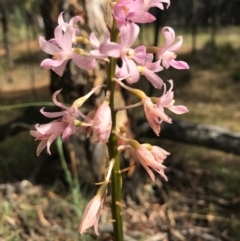 Dipodium roseum (Rosy Hyacinth Orchid) at Mount Majura - 30 Dec 2016 by AaronClausen