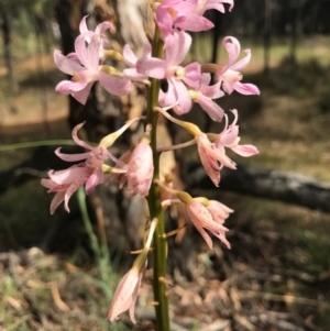 Dipodium roseum at Canberra Central, ACT - 30 Dec 2016