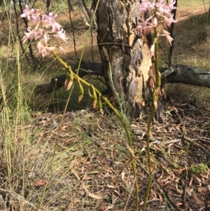 Dipodium roseum at Canberra Central, ACT - 30 Dec 2016