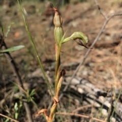 Oligochaetochilus hamatus (Southern Hooked Rustyhood) at Mount Majura - 30 Dec 2016 by AaronClausen