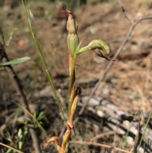 Oligochaetochilus hamatus at Mt Majura Mini Summit - 30 Dec 2016