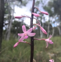 Dipodium roseum (Rosy Hyacinth Orchid) at Mount Majura - 30 Dec 2016 by AaronClausen