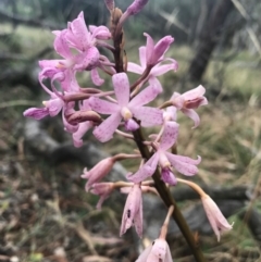 Dipodium roseum (Rosy Hyacinth Orchid) at Mount Majura - 30 Dec 2016 by AaronClausen