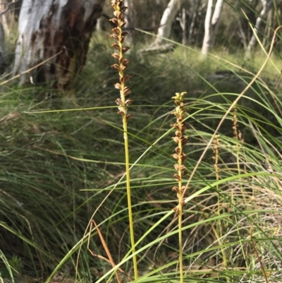 Microtis sp. (Onion Orchid) at Majura, ACT - 30 Dec 2016 by AaronClausen