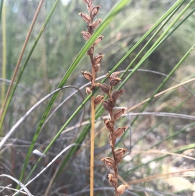 Microtis sp. (Onion Orchid) at Majura, ACT - 30 Dec 2016 by AaronClausen