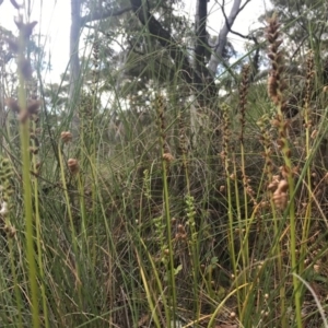 Microtis sp. at Canberra Central, ACT - suppressed