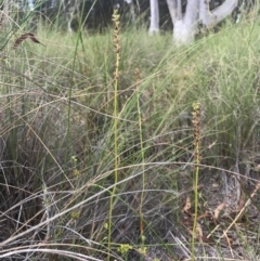 Microtis sp. (Onion Orchid) at Mount Majura - 30 Dec 2016 by AaronClausen