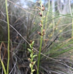 Microtis sp. at Canberra Central, ACT - suppressed