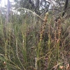 Microtis sp. at Canberra Central, ACT - suppressed