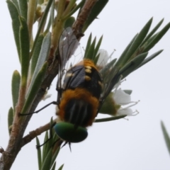 Scaptia patula (March fly) at Bruce Ridge - 29 Dec 2016 by ibaird