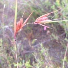 Themeda triandra (Kangaroo Grass) at Burra, NSW - 31 Dec 2016 by Safarigirl