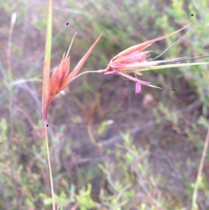 Themeda triandra at Burra, NSW - 31 Dec 2016 05:13 AM