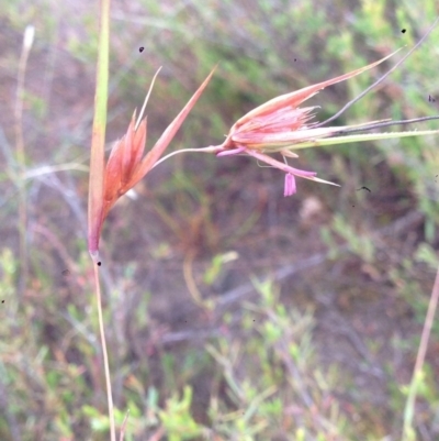 Themeda triandra (Kangaroo Grass) at Burra, NSW - 30 Dec 2016 by Safarigirl