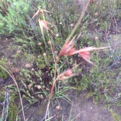 Themeda triandra at Burra, NSW - 31 Dec 2016 05:13 AM