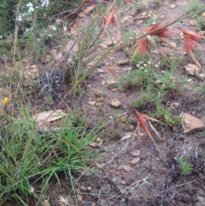 Themeda triandra at Burra, NSW - 31 Dec 2016