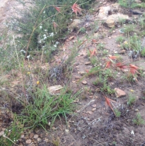 Themeda triandra at Burra, NSW - 31 Dec 2016