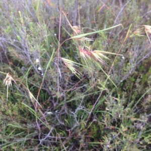 Themeda triandra at Burra, NSW - 31 Dec 2016