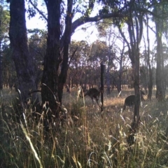 Macropus giganteus (Eastern Grey Kangaroo) at Mulligans Flat - 29 Dec 2016 by MulligansFlat1